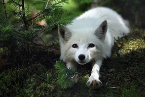 Arctic Foxes.png