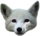 Arctic Foxes Logo.png
